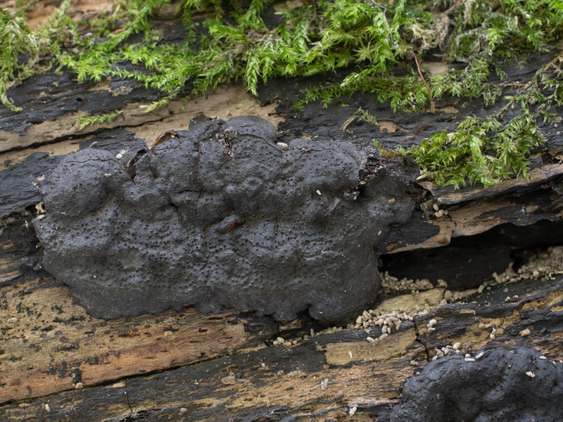 Kretzschmaria deusta